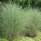 Iarba Elefantului (Miscanthus Sinensis) Morning Light, iarba ornamentala eleganta cu frunzis fin si reflexii argintii, crestere rapida