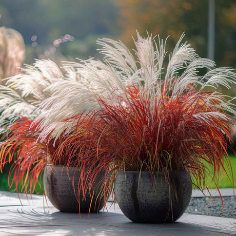 Iarba Elefantului (Miscanthus Sinensis) Dronning Ingrid, iarba ornamentala cu spice albe si frunzis rosiatic toamna, crestere rapida