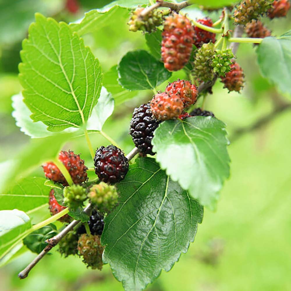 Dud pitic Matsunaga Mojo Berry (Morus rotundifolia), cu fructe negre dulci, an 2 pe rod