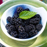 Dud pitic Matsunaga Mojo Berry (Morus rotundifolia), cu fructe negre dulci, an 2 pe rod