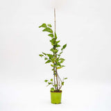 Dud pitic Matsunaga Mojo Berry (Morus rotundifolia), cu fructe negre dulci, an 2 pe rod