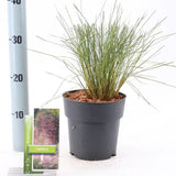 Iarba Decorativa roz-purpuriu Texas (Muhlenbergia Capillaris), iarba cu flori roz spectaculoase, perena, tolereaza seceta