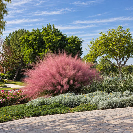 Rózsaszín díszfű Texas (Muhlenbergia capillaris), évelő díszfű látványos, rózsaszín virágfelhővel, jól tűri a szárazságot