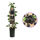 Mur Rubus Fruticosus Himalaya Arbust Fructifer cu Fructe Dulci, Ideal pentru Gradini, an 1 pe rod