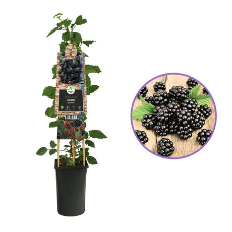 Mur Rubus Fruticosus Himalaya Arbust Fructifer cu Fructe Dulci, Ideal pentru Gradini, an 1 pe rod