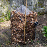 Bananier japonez (Musa Basjoo), 35 cm, rezistent la frig, suporta -10°C, ideal gradina sau interior