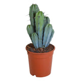 Cactus Albastru Myrtillocactus geometrizans, cactus decorativ de interior cu forma arhitecturala
