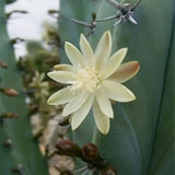Cactus Albastru Myrtillocactus geometrizans, cactus decorativ de interior cu forma arhitecturala