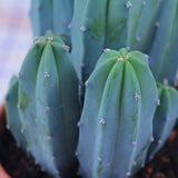 Cactus Albastru Myrtillocactus geometrizans, cactus decorativ de interior cu forma arhitecturala