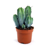 Cactus Albastru Myrtillocactus geometrizans, 45 cm, cactus decorativ de interior cu forma arhitecturala