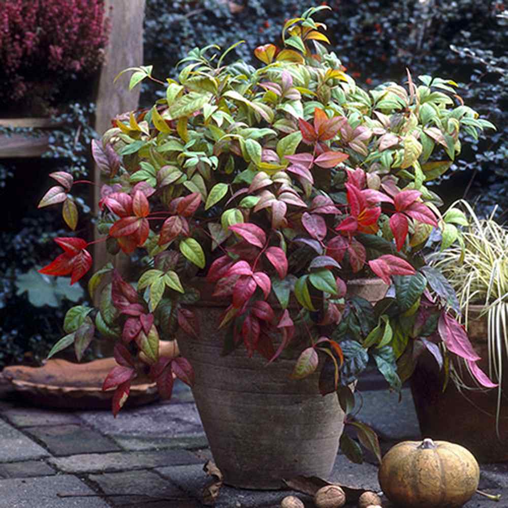 Bambus Sacru Nandina Firepower, arbust compact cu frunze rosii toamna si iarna, rezistent la frig, gradina japoneza, Feng shui