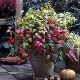 Bambus Sacru Nandina Firepower, arbust compact cu frunze rosii toamna si iarna, rezistent la frig, gradina japoneza, Feng shui
