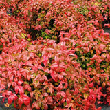 Bambus Sacru Nandina Firepower, arbust compact cu frunze rosii toamna si iarna, rezistent la frig, gradina japoneza, Feng shui