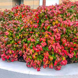 Bambus Sacru Nandina Firepower, arbust compact cu frunze rosii toamna si iarna, rezistent la frig, gradina japoneza, Feng shui