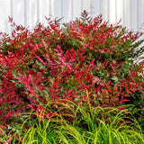 Bambus Sacru Rosu Nandina Obsessed, vesnic verde, frunzis roz-rosu, decorativ, ghiveci sau gradina, gradina japoneza, feng hhui
