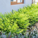 Bambus Sacru Nandina Lemon-Lime, decorativ cu frunze galben-verzui, arbust vesnic verde, gradina japoneza, feng hhui