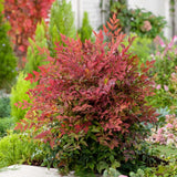 Bambus Sacru Rosu Nandina Obsessed, vesnic verde, frunzis roz-rosu, decorativ, ghiveci sau gradina, gradina japoneza, feng hhui