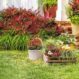 Bambus Sacru Rosu Nandina Obsessed, vesnic verde, frunzis roz-rosu, decorativ, ghiveci sau gradina, gradina japoneza, feng hhui