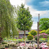 Laur Japonez (Ilex) Nellie R. Stevens, copac ornamental vesnic verde cu fructe rosii decorative, crestere rapida