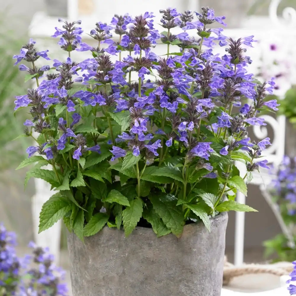 Menta Pisicii (Nepeta) Neptune, planta perena cu flori albastre, rezistenta si parfumata