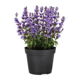 Menta Pisicii (Nepeta Cat's Pajamas), flori albastre-mov parfumate, iubitoare de soare, rezistenta la seceta si frig