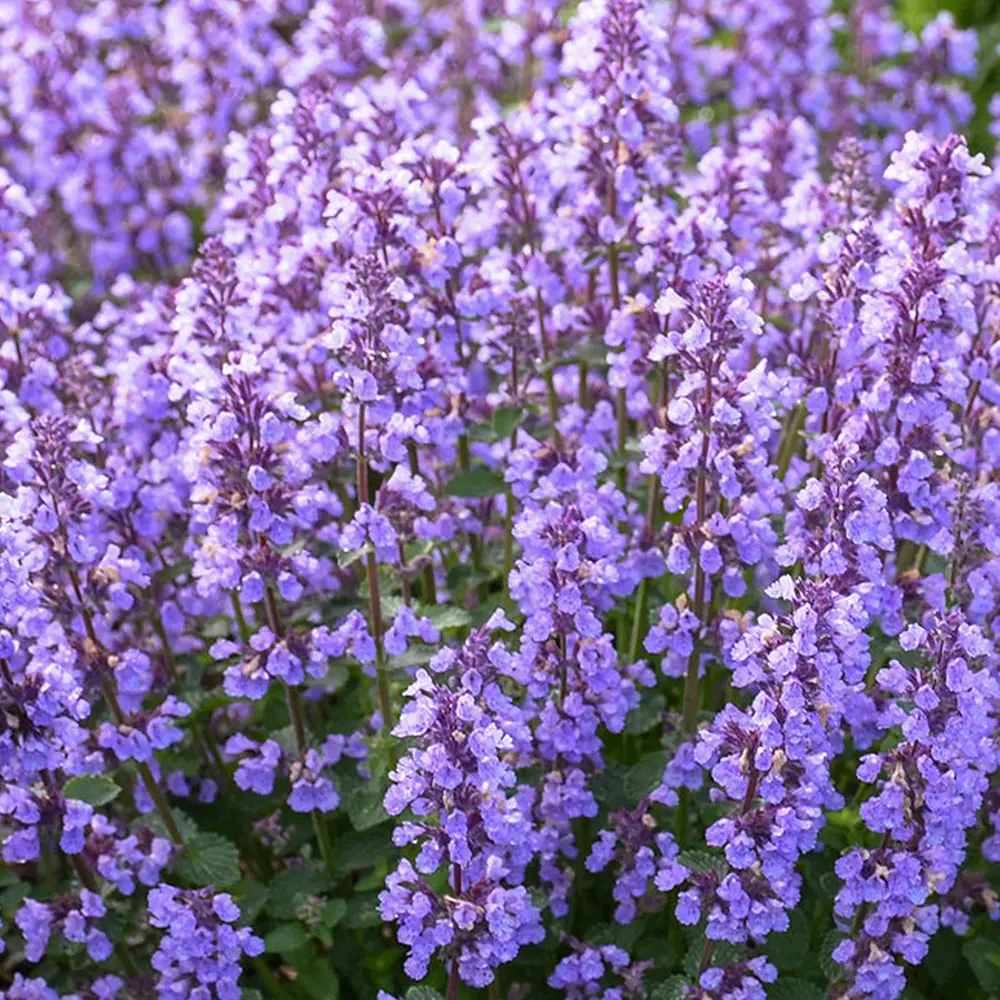 Menta Pisicii (Nepeta Cat's Pajamas), flori albastre-mov parfumate, iubitoare de soare, rezistenta la seceta si frig