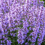 Menta Pisicii (Nepeta Cat's Pajamas), flori albastre-mov parfumate, iubitoare de soare, rezistenta la seceta si frig