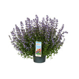 Menta Pisicii (Nepeta Purrsian Blue), planta perena parfumata, melifera, rezistenta la seceta si frig