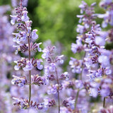 Menta Pisicii (Nepeta Purrsian Blue), planta perena parfumata, melifera, rezistenta la seceta si frig