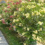 Leandru Nerium Tufa, cu Flori Duble galben-Crem