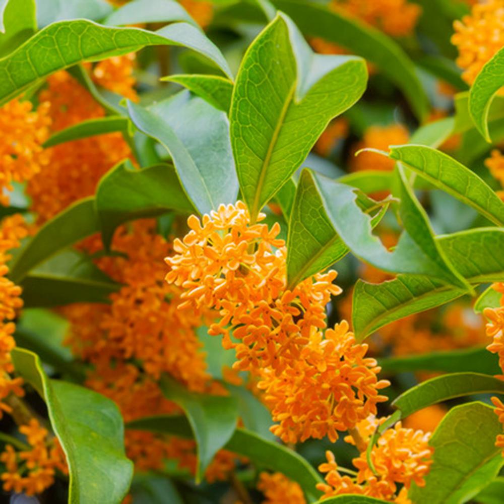 Illatcserje Osmanthus fragrans 'Rubra Aurantiacus' – intenzíven illatos, narancssárga virágú örökzöld cserje