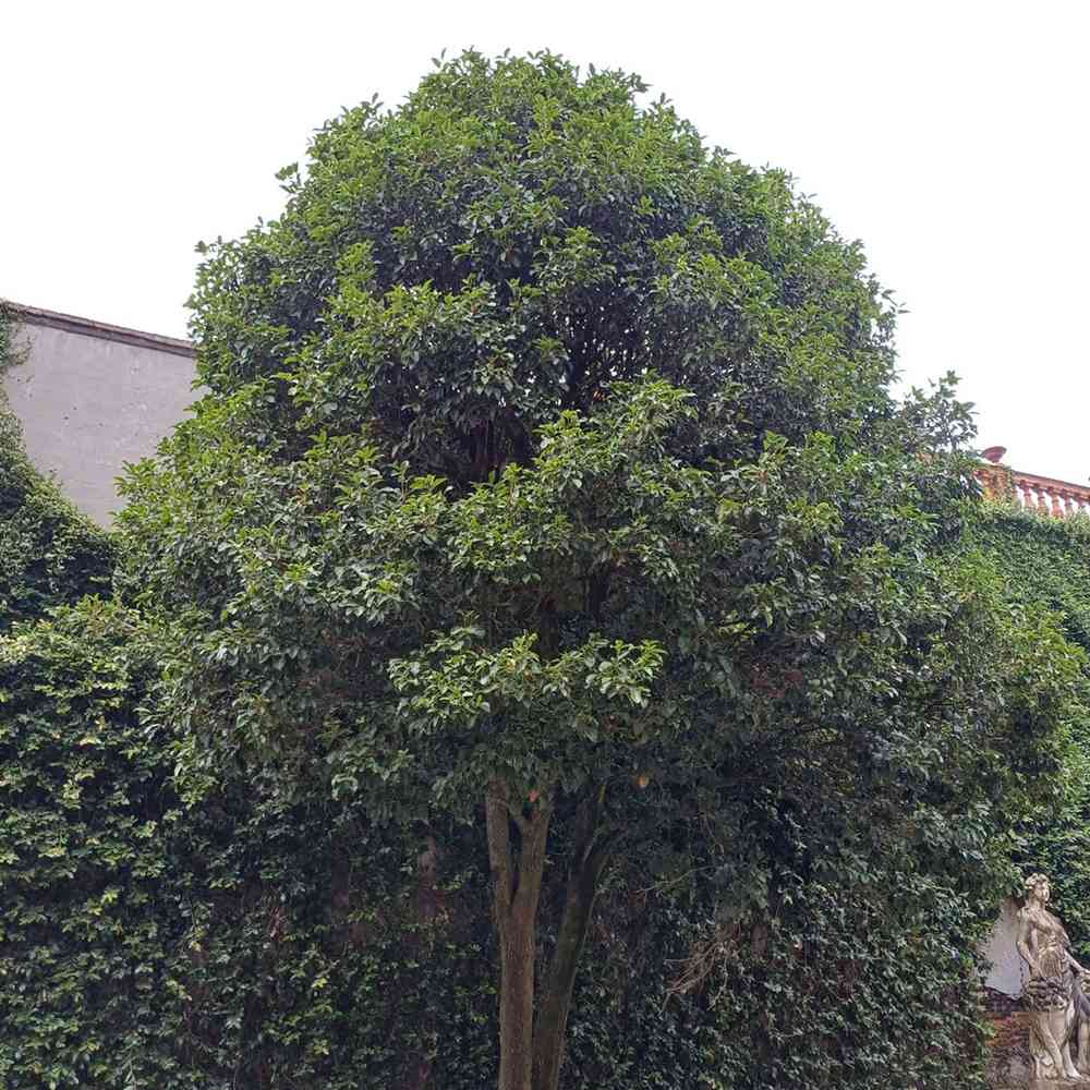 Illatcserje Osmanthus fragrans 'Rubra Aurantiacus' – intenzíven illatos, narancssárga virágú örökzöld cserje
