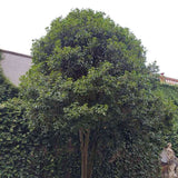 Illatcserje Osmanthus fragrans 'Rubra Aurantiacus' – intenzíven illatos, narancssárga virágú örökzöld cserje