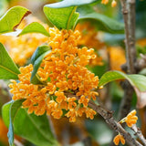 Illatcserje Osmanthus fragrans 'Rubra Aurantiacus' – intenzíven illatos, narancssárga virágú örökzöld cserje