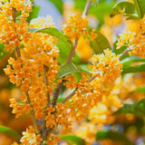 Illatcserje Osmanthus fragrans 'Rubra Aurantiacus' – intenzíven illatos, narancssárga virágú örökzöld cserje