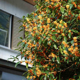 Illatcserje Osmanthus fragrans 'Rubra Aurantiacus' – intenzíven illatos, narancssárga virágú örökzöld cserje