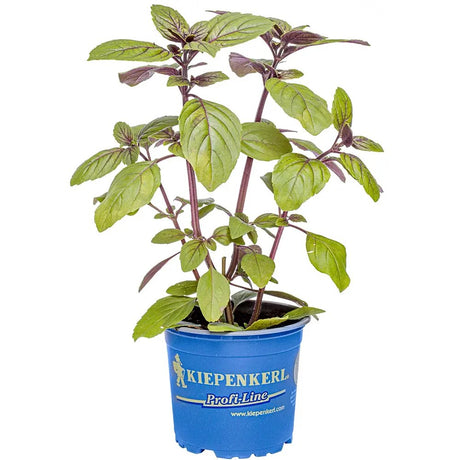 Busuioc (Ocimum basilicum Magic Blue), planta aromatica parfumata cu flori mov