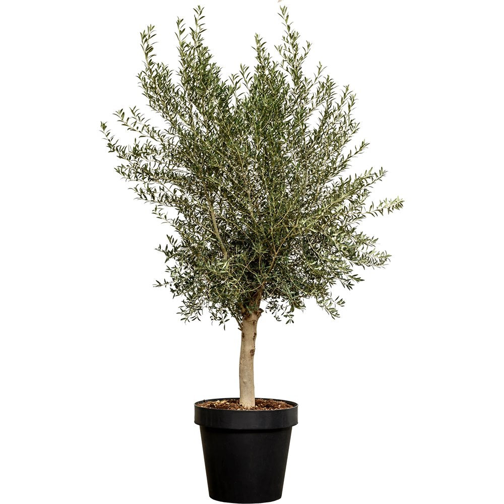 Maslin European Arbequina Aclimatizat, rezistent iarna, vesnic verde, fructifer, usor de ingrijit, efect mediteranean, 220 cm