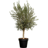 Maslin European Arbequina Aclimatizat, rezistent iarna, vesnic verde, fructifer, usor de ingrijit, efect mediteranean, 220 cm