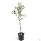 Maslin European Arbequina Aclimatizat, 160- 170 cm, rezistent iarna, vesnic verde, fructifer, usor de ingrijit, pentru cadou mediteranean