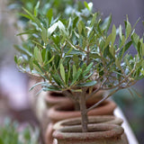 Maslin European Arbequina, Aclimatizat, rezistent iarna, vesnic verde, fructifer, usor de ingrijit, efect mediteranean, 30-40 cm