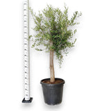 Maslin European Arbequina Aclimatizat, rezistent iarna, vesnic verde, fructifer, usor de ingrijit, efect mediteranean, 170 cm