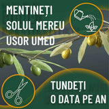 Maslin European Arbequina Aclimatizat, 160- 170 cm, rezistent iarna, vesnic verde, fructifer, usor de ingrijit, pentru cadou mediteranean