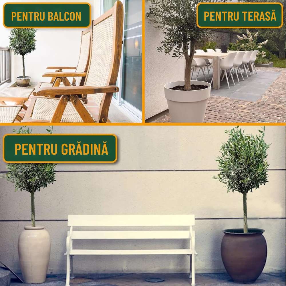 Maslin European Arbequina Aclimatizat, 160- 170 cm, rezistent iarna, vesnic verde, fructifer, usor de ingrijit, pentru cadou mediteranean