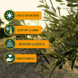 Maslin European Arbequina Aclimatizat, 160- 170 cm, rezistent iarna, vesnic verde, fructifer, usor de ingrijit, pentru cadou mediteranean