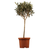 Maslin European Arbequina, Aclimatizat, rezistent iarna, vesnic verde, fructifer, usor de ingrijit, efect mediteranean, 60 cm