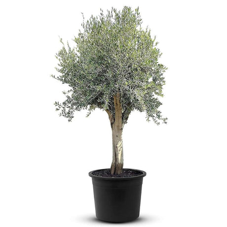 Maslin European Arbequina Aclimatizat, rezistent iarna, vesnic verde, fructifer, usor de ingrijit, efect mediteranean, 180 cm cu tulpina groasa