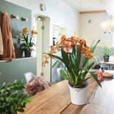 Ghiveci Auto-Irigant Lechuza Orchidea 1 l, alb mat, pentru orhidee, sistem de autoirigare, insert detasabil, strat de drenaj