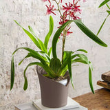 Ghiveci Auto-Irigant Lechuza Orchidea 1 l, Bej mat, pentru orhidee, sistem de autoirigare, insert detasabil, strat de drenaj