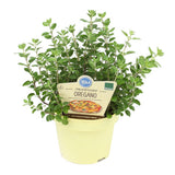Oregano salbatic (Origanum vulgare), planta aromatica perena rezistenta la ger
